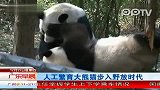 人工繁育大熊猫步入野放时代