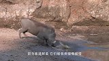 一群猫鼬围攻疣猪，不料神奇的一幕发生了，网友：看这挺享受啊