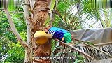 摘椰子的工具猴，完全不需要工具，上树后仅靠一张嘴