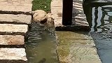 7秒后的鱼：天哪，我应该去哪一边？