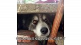 带着二哈回了一趟农村老家怀孕了，宝宝生下来后邻居笑坏了