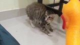 狸花猫看到玩具，毛都炸起来了