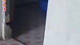 小狗趁主人不在偷烟上厕所