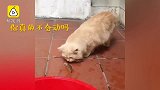 傲娇猫咪：我才没有被虾虾吓到！