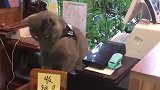 猫：工资都不给我发，还想让我好好工作！