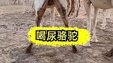 二驼子真是好玩啊，什么都喝，厉害了