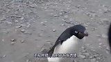 男子当企鹅的饲养员，小企鹅竟然在门口等他，还冲他撒娇卖萌