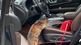 每当路上停了豪车，流浪狸花猫都会去看看，没想到你是一只拜金猫