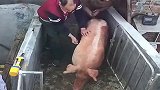 猪：越想越气，老家伙你给我等着，我现在就冲出去撞你个人仰马翻