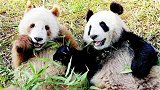 世界上唯一一只棕色熊猫，到底长什么样子？网友：生到一半没墨了