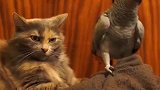 鹦鹉艺高人胆大撩拨喵咪，简直在激发猫咪狩猎天性