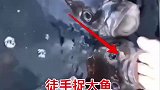 捉鱼神操作，徒手捉大鱼