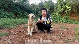 深沟传出奇怪的叫声，小虎进去发现只被活埋的土狗，金毛直呼吃掉