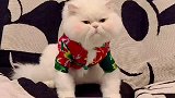 东北姥姥给小猫咪买的新年衣服会是什么样的呢？请大家轻点笑