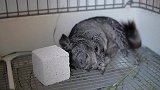给我家龙猫买的磨牙石到了，小家伙还挺爱啃