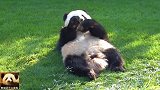 熊猫宝宝懒洋洋地躺在草坪上，两只小手手摆弄着零食的样子超可爱