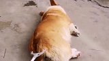 狗子吓我一跳，居然用夹子来夹我尾巴，这是铲屎官干的事吗