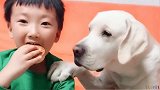 主人问狗狗：最后一个月饼给谁吃，狗狗忍痛割爱的把月饼给小孩吃