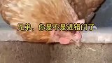 小猫钻进母鸡的窝里，还抱着鸡蛋，母鸡的反应无奈又搞笑