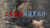 三只鬣狗战术围捕一只黑斑羚！