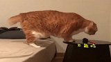 橘猫：说啊！我还是不是你的小可爱
