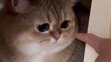 猫咪发狠但是咬空气