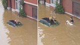 比利时：居民营救被洪水淹没的狗，有爱行为获赞