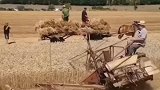 马拉半自动小麦收割机