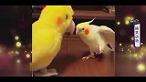 家庭幽默录像：这只鹦鹉过分可爱啊！太逗了！