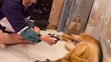女主给德牧捷豹剪指甲，捷豹不乐意，看女主怎么应对的，搞笑了