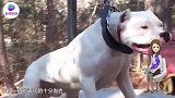 熊孩子出门捕猎，狗狗差点因此丧命，网友狗是好狗