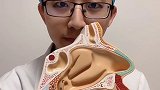 讲一点简单的解剖知识，一起参与#耳鼻喉 #鼻窦炎 #耳鼻喉于大夫