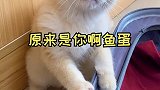 我怀疑，我家两只猫都是人变的……猫 萌宠 萌宠出道计划 萌宠成精了 剧情 剧情反转