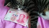 喵：过分了啊，给你一张就行了，网友：真正的“守财奴”！