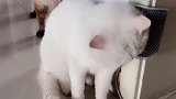 猫：哥们儿你用完了没，该轮到我了！