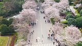到武汉大学看一场樱花是每个人的梦想