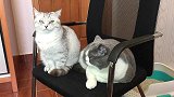 猫咪的新椅子和就旧椅子会发生哪些有趣的事情？