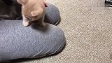 没见过这么粘人的小猫，看到主人就颠颠跑过来，跳到主人腿上