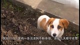流浪狗徘徊医院门口多次被驱赶仍不离去，查看监控，真相令人动容