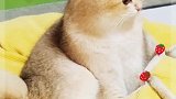 萌宠，陷在猫窝里的一坨渐变金，是个小傻瓜！