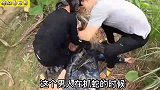 男子被斤重巨蟒缠身，弟弟为救哥哥以身犯险抓住巨蟒！