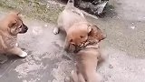 狗子：都是亲兄弟，你们别打了！