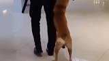 流浪狗在商场“葛优瘫”走红，经理决定让它全家都下来打工！