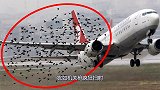 最惨烈的飞机事故，竟然是一群鸟造成的，犹如机关枪疯狂扫射！