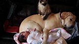 狗狗和小猫合力哄宝宝，接下来的画面，看完不准笑