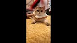 一只最适合当吐司面包的猫咪！