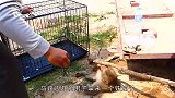 一群人欺负一只猴子，真相却让人泪目，网友：做的真对！