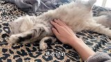 猫咪沉醉于睡觉无法自拔，主人趁机将它们“摸了个遍”！