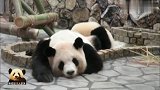 熊猫妈妈趴地上一动不动,任凭熊孩子闹腾,就是要将废熊扮演到底