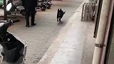 狗主人带着狗狗领过两次，狗狗就记得路怎么走了